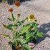 Echinacea purpurová (Echinacea purpurea) ´CHEYENNE SPIRIT´, kont. C1.5L
